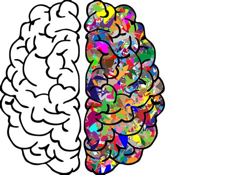 cerebro mente  graficos vectoriales gratis en pixabay