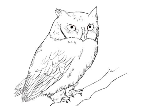easy owl drawings