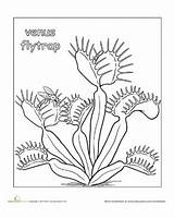 Venus Fly Trap Coloring Flytrap Color Plant Worksheet Drawing Pages Plants Carnivorous Printable Worksheets Line Colouring Parts Education Getcolorings Eating sketch template