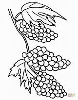 Coloring Grapes Vine Library Clipart Pages sketch template