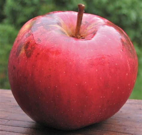 sweet apples amateur nude galerie