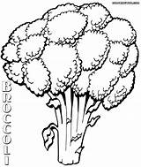 Broccoli Coloring Pages sketch template