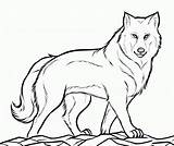 Wolf Coloring Pages Drawings Arctic Drawing Animal Sketches Animals Step Tree Christmas Line sketch template