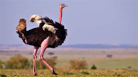 tall   ostrich birdbrainranch