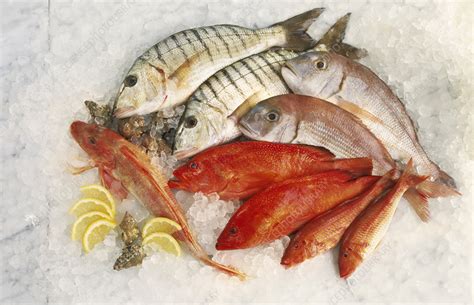 assorted fish stock image  science photo library