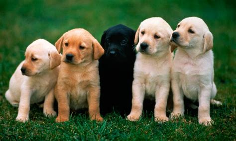 tipos de razas de perros pequenos medianos  grandes