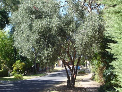 olive garden olive trees  ornamentals