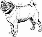 Coloring Pages Dog Pug Puppy Drawing Mastiff Printable Line Color Drawings Colouring Kids Clipart Breed Collie Domain Public Mops Mopshond sketch template