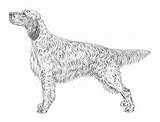Setter English Standard Illustrations Fci Ideal Breed Necessarily Example These Show Do sketch template