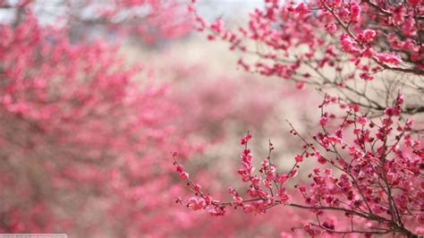 cherry blossom japan flowers pink flowers wallpapers hd
