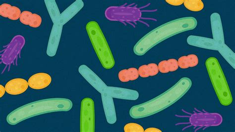 the definitive guide to probiotics everyday health