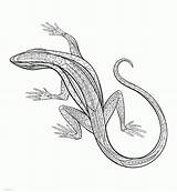Lizards Lizard Reptiles Means sketch template