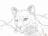 Cougar Coloring Portrait Pages Printable Color sketch template