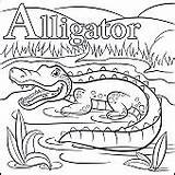 Alligator Alphabet sketch template