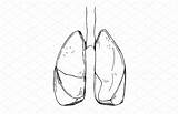 Lungs sketch template