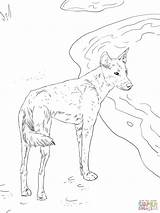 Dingo Coloring Pages Getcolorings Lupus Canis Mammals Animals sketch template