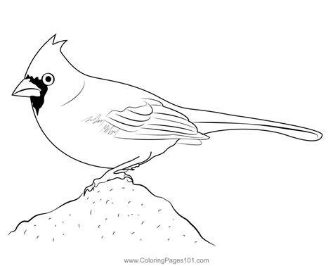 cardinal coloring pages  kids