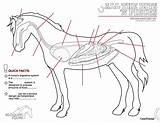 Anatomy Horse Pages Equine Bits Pieces Fill Organ Colouring sketch template