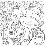 Coloring Animals Pages Rainforest Australian Australia Printable Forest Kids Amazon Colouring Animal Jungle Colour Keys Birds Clip Activity Animaux Getdrawings sketch template