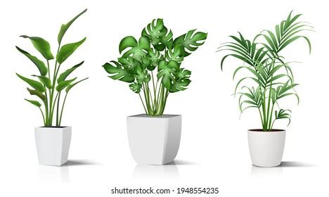 plants images stock   objects vectors