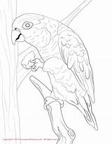Coloring Caique Bellied Conure Drawing Sun Pages Drawings Getdrawings 1275 13kb sketch template