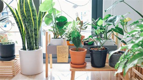How To Care For Indoor And Tropical Plants Grower Coach