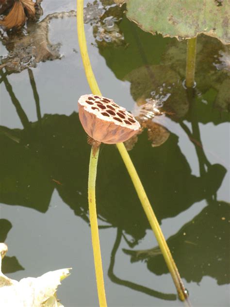 Lotus Flower Seed Pod Photo