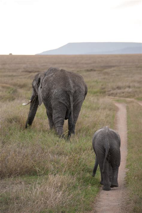 flickriver virtualwayfarers  tagged  elephant
