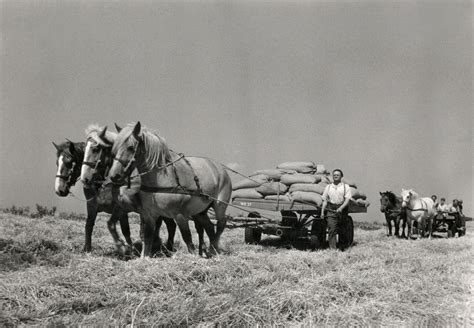 oogsten vervoer garven en schoven een driespan paarden vervoeren zakken met de oogst en