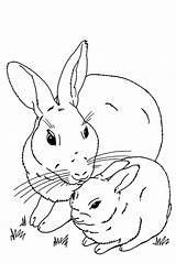 Lapin Coloriages Iepurasi Colorat Lapins Bunnies Desene Coloringtop Bestof Damy Iepuri Konijn Animes Imagini sketch template