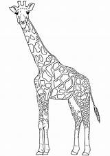 Giraffe Coloring Clipground sketch template