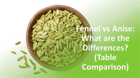 anise seed  fennel whats  difference martlabpro