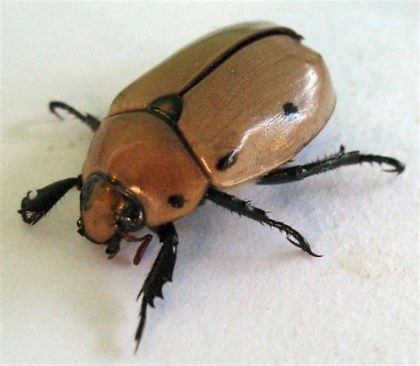 brown beetle  spots pelidnota punctata bugguidenet