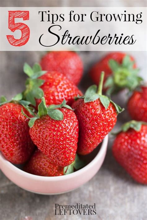 tips  growing strawberries