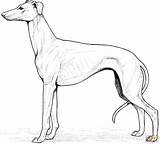 Coloring Pages Whippet Labrador Retriever Dog Dogs Printable Puppy Print Drawing Supercoloring Bloodhound Golden Super Color Adult Kids Animal Greyhound sketch template