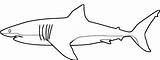 Shark Outline Coloring Great Pages Drawing Printable Whale Hammerhead Hai Color Sharks Clipart Kids Colouring Ausmalbilder Print Getdrawings Preschoolers Wwe sketch template