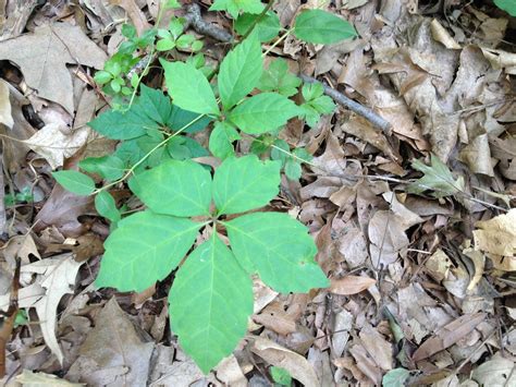 missives  missouri   poison ivy