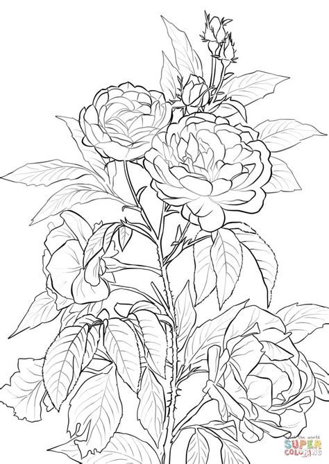 loudlyeccentric  roses coloring pages  adults
