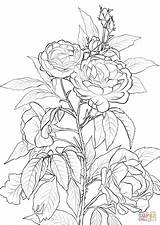 Coloring Rose Pages Printable Bush Flower Roses Adult Flowers Drawing Sheets Color Colouring Rosa Print Supercoloring Para Animals Flores Colorear sketch template