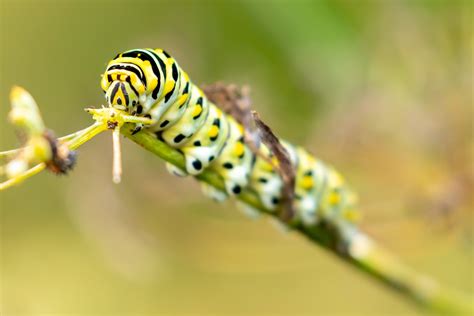 investigating black swallowtail caterpillars behavior lewis ginter