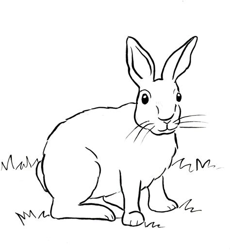 printable rabbit coloring pages printable word searches