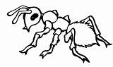 Hormigas Hormiga Anipedia Ant Animadas Seç Pano sketch template
