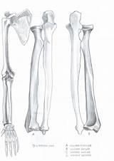 Ulna Radius Anatomy Reference Bones sketch template