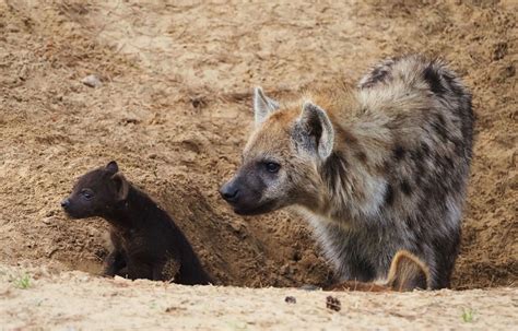 twee bevlekte hyenas ter wereld gekomen  safaripark beekse bergen