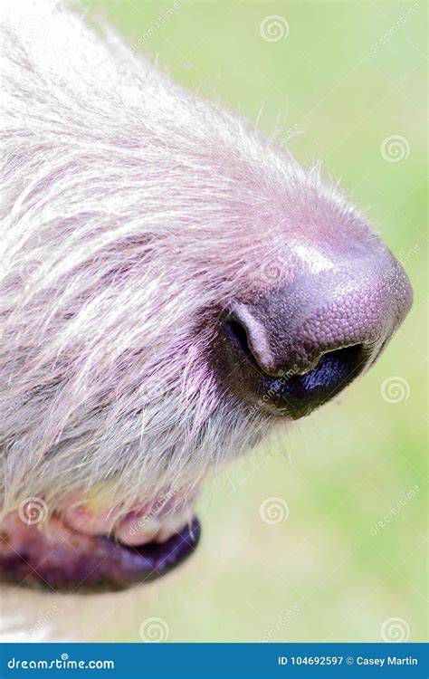 wheaten irish wolfhound nose stock image image  nose grass