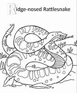 Rattlesnake Coloring Getdrawings Diamondback Western Pages sketch template