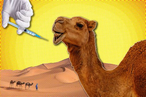 camels kicked out of 66m beauty pageant for using botox