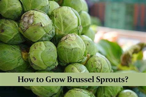 grow brussel sprouts  complete guide green thumb central
