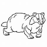 Badger Coloring Pages Honey Animals Color Badgers Farm Thecolor Online Cute Book Cat Choose Board sketch template