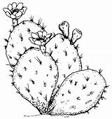 Cactus Outline Drawing Prickly Pear Coloring Pages Thorn Line Color Simple Beware Flower Template Tumblr Drawings Clipart Clip Plants Sketch sketch template